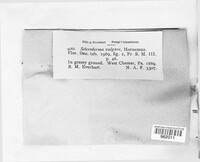 Scleroderma citrinum image